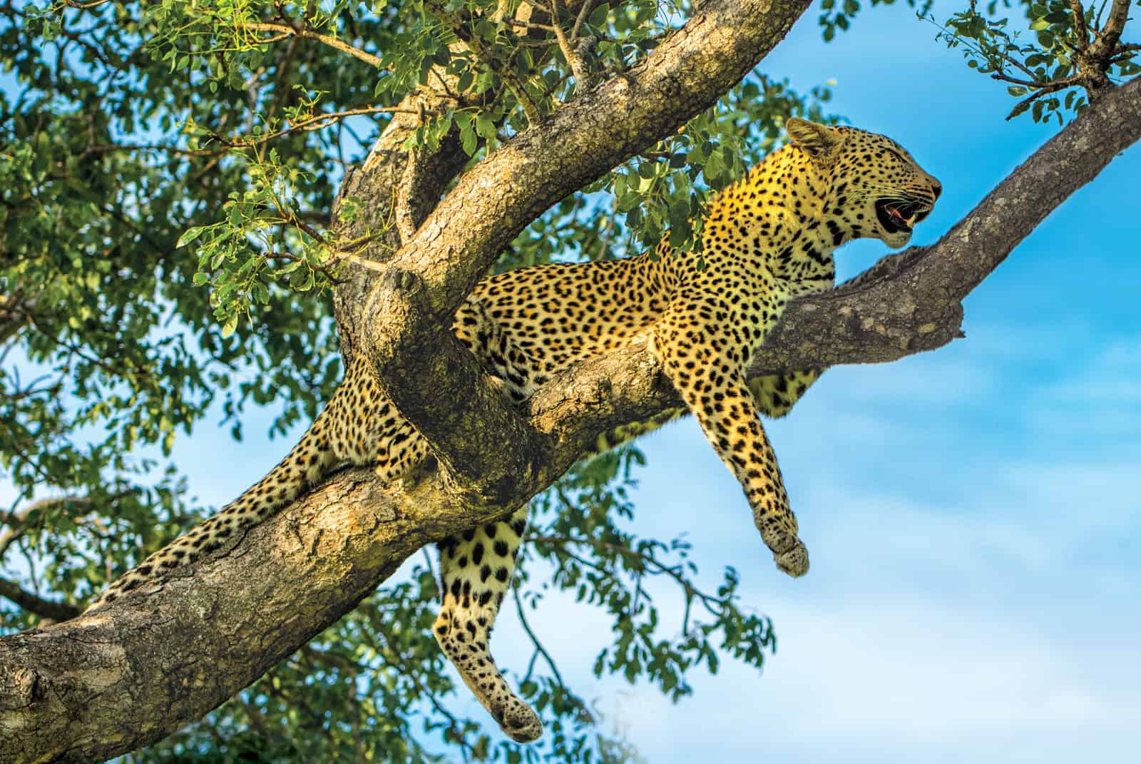 Read more about the article Leaping leopards