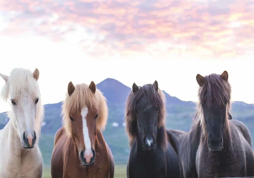 Read more about the article Horses of Iceland