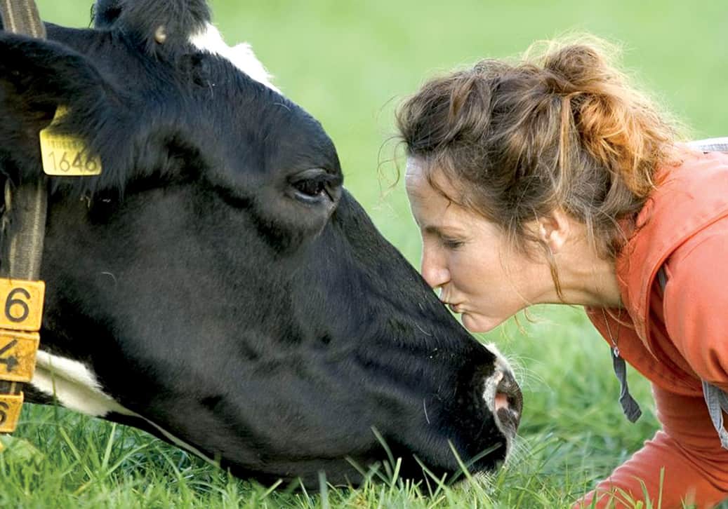 Read more about the article Bonding with bovines