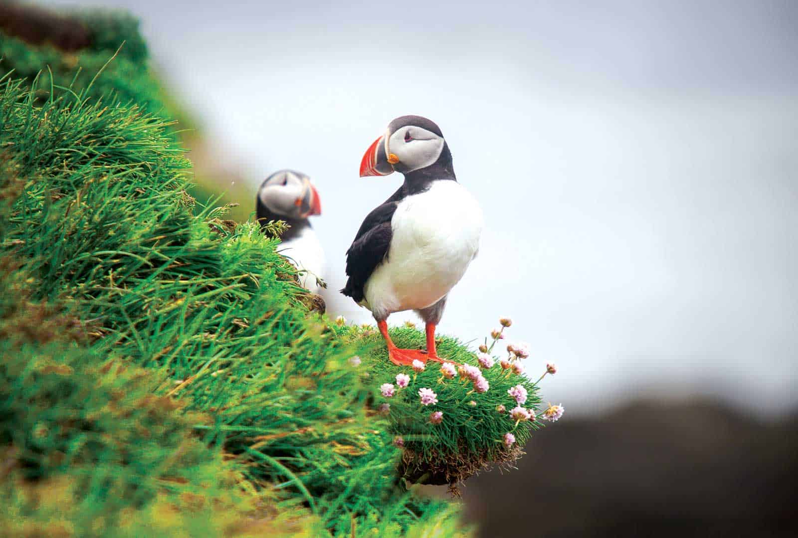 Read more about the article Scotland Slowly Pillaging, Puffins & Professors